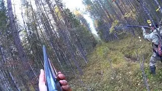 Охота на боровую, добыт тетерев из под лайки.