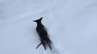Снегоходная такса