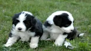 Bearded Collie Parasite Prevention
