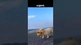A Puppy and a Duck