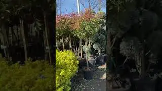 Для заказа растений пишите по номеру или в комментариях