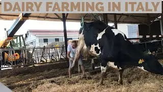 SAD DAY On THE DAIRY FARM