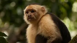 WILD COSTA RICA