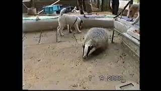 ХХ 09 2000   Притравка на барсука (Круглое Озеро) Лидер и Лафар