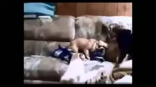 Funny Cats And Dogs  Cute Dogs and Cats