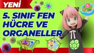 5. Sınıf Fen Bilimleri Hücre ve Organelleri