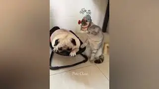 Get Ready to Be Amazed! nougaty cat, funny cats, funny animal, funny video, cute cats, laughters,
