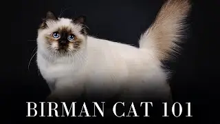 Birman Cat 101 - Everything You Need to Know