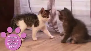 Котята