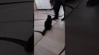 Ждёт хозяина ,надеясь на угощение