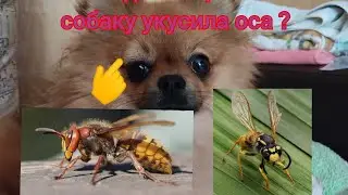 ЧТО ДЕЛАТЬ ЕСЛИ СОБАКУ УКУСИЛА ОСА?| shpiz_dzessi