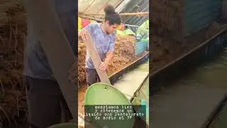Corta y Tratamiento de Bambú parte 2 by Sander y BamboodelValle