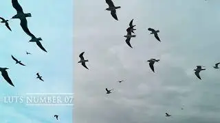 Cinematic Teal & Orange Bird LUTs Pack 🦜🔥 | Wildlife & Nature Color Grading LUTs
