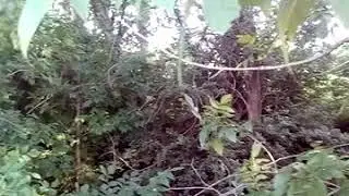 Охота на пчел.