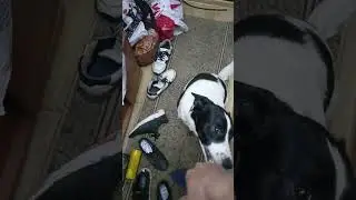 Не приставай #собака #юмор #приколы