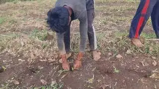 Ganito kami mag tanim ng talong...