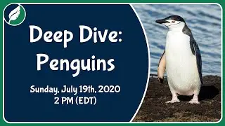 Deep Dive: Penguins