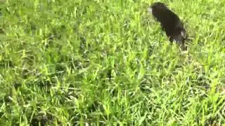 De mol is dood! Lang leve de mol!