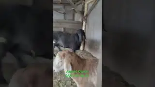 Адрес Ошто 0551 07 06 01