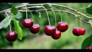 Киршвассер, или Вишнёвый самогон 1ч.