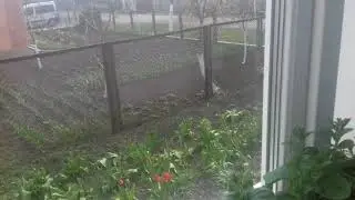 Моя петуния