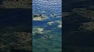 🦆Для релакса🦆🦆