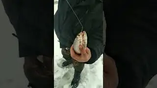 Две сороги на один крючок#shorts #fishing