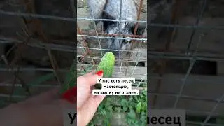 Если досмотрите до конца, то песец Ванечка вам покажет всю истину песца🤦‍♀️ 