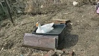 Открытие   купального  сезона у гусыни в 2024 году