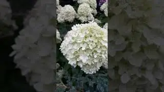 Hydrangea in my  garden.  Гортензії в моєму саду.Літо 2023. #hydrangea  #garden #plants