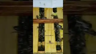 Пчелиная семья в декабре.