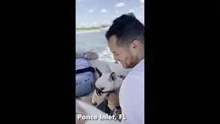 BOAT ride with a BULL TERRIER in Ponce Inlet, FL