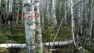 ЛОСЬ попал в ФОТОЛОВУШКУ. Комары атакуют. Снаряжаю 4 ловушки и жду красивые кадры. Пеший поход #3