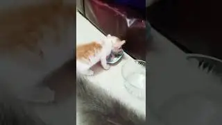 #shortsvideo #youtubeshorts #catlover
