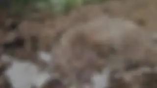 Милые животные.