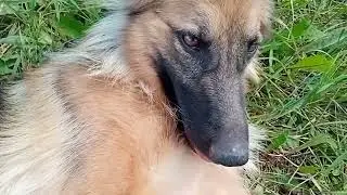 Немецкая овчарка Луна. Жара🥴