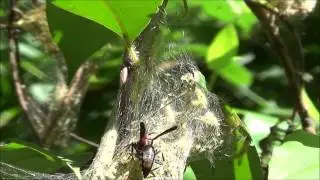 Fall webworms and wasp (