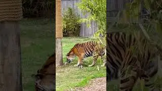 Never Climb a Tree From a Tiger