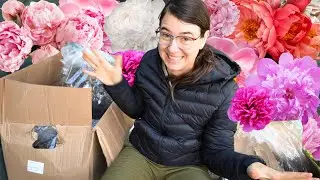 I Bought 80 Peonies During A 3am Shopping Spree (Oops)