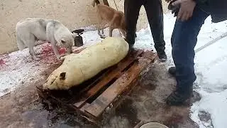 Вопрос со свиноматкой решён🐷