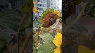 Элиста-центр 