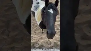 Bless him 😭🥹 #horse #equestrian #funnyhorse #cutehorse
