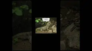 Prehistoric animals that are still alive