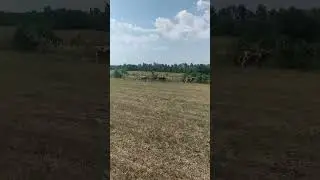 обходят новый загон. #животные #природа