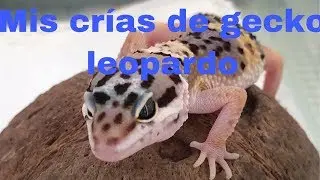 Mis primeras crías de gecko leopardo | Tips para sus cuidados || *LEAN DESCRIPCIÓN*