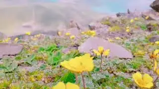 Kashmir great lakes trek