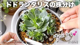 [Succulents] I want to increase them and use them for group planting [Gardening]