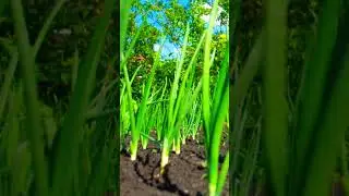 ГОТОВИМСЯ К ПОСАДКЕ ЛУКА #интересно #лук #огород #shorts