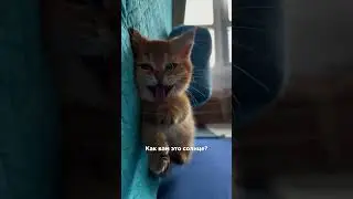 Как вам это солнце?Братья Грим - Солнце моё 