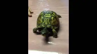 Terry the Turtle